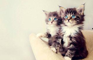 娱乐吃瓜小猫咪视频,揭秘小猫咪的娱乐世界