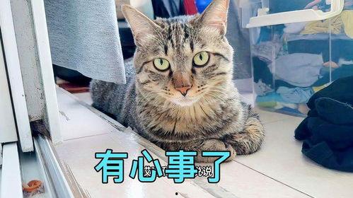 娱乐吃瓜小猫咪视频,揭秘小猫咪的娱乐世界
